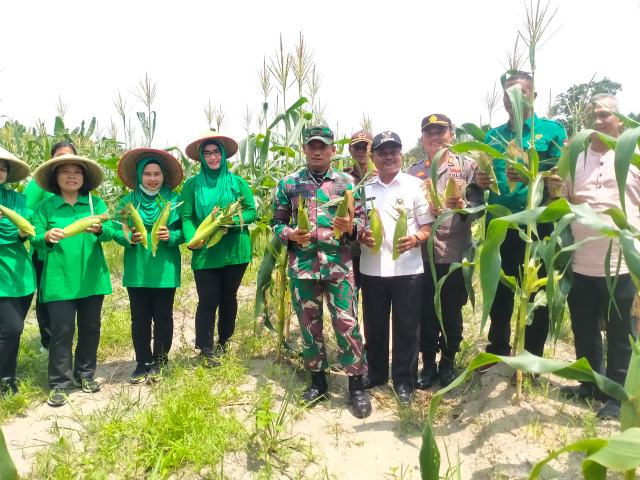 Komandan Kodim 0317/TBK Letkol Inf Agus Rediyanto Melakukam Panen Jagung Perdana di Demplot Koramil 03/Kundur