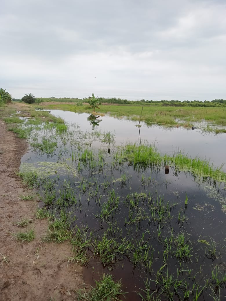 Ratusan Hektar Lahan Pertanian Milik Warga Desa Sebatu Rusak, Diduga Akibat Limpahan Air dari Perusahaan