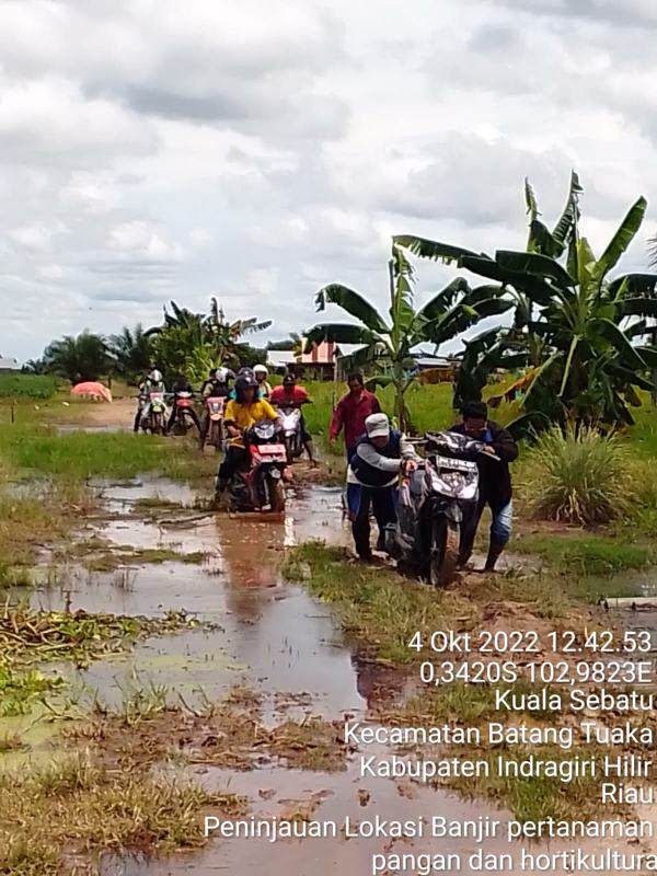 Tinjau Lahan di Kuala Sebatu, Dinas Pertanian Akui Dampaknya Luar Biasa