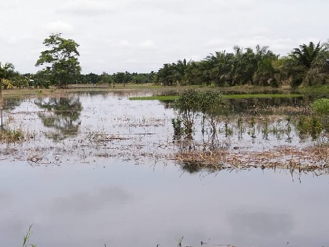 Mengenang Masa Gubernur Riau dan Dirjen Pernah Panen Raya Padi di Desa Kuala Sebatu