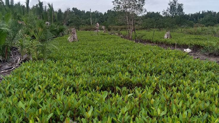Tidak Ada Kepastian, Kelompok Tani Hutan Mangrove di Inhil Pertanyakan Pekerjaan Tahun 2022