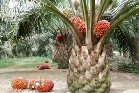 Nama Mantan Camat Batang Tuaka Muncul dalam Skenario Penjualan Lahan di Kuala Sebatu