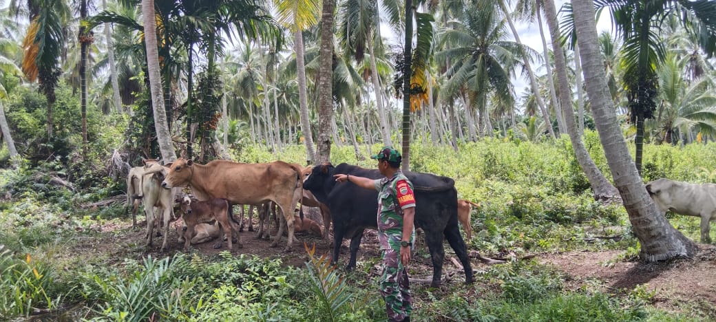Serda Lendi Piter Sirimba Gelar Pengecekan Sapi Antisipasi PMK di Desa Binaan 