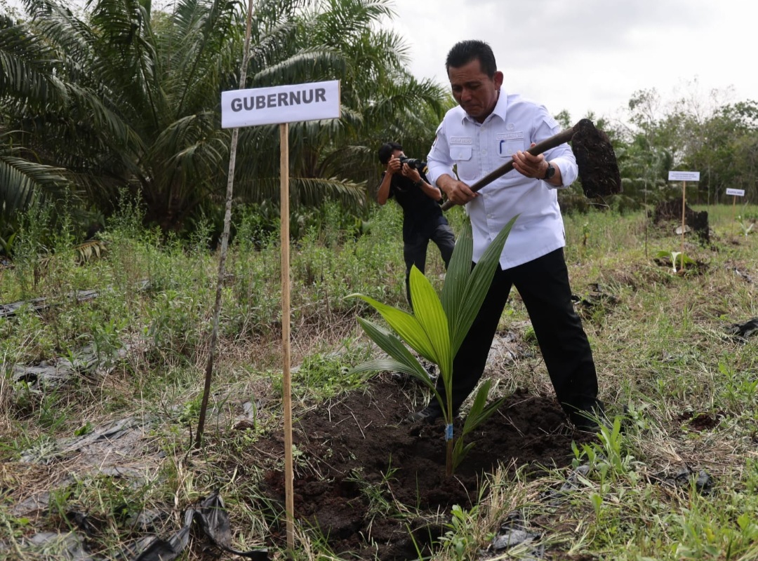 Gubernur Kepri Tetapkan Pulau Kundur Sentra Pertanian Kelapa, Beri 5000 Bibit Kelapa Genjah dan 28,95 Ton Pupuk