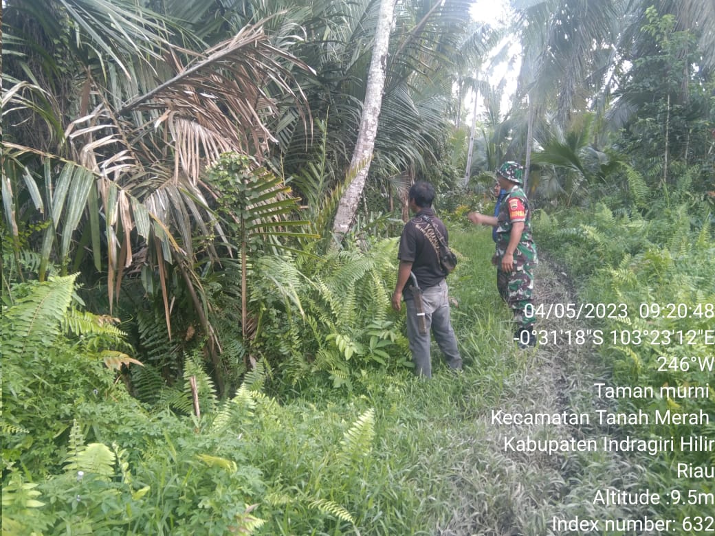 Sertu HM Sibarani Babinsa Kelurahan Kuala Enok, Bersama Warga Binaan Laksanakan Patroli dan Sosialisasi Karhutla 