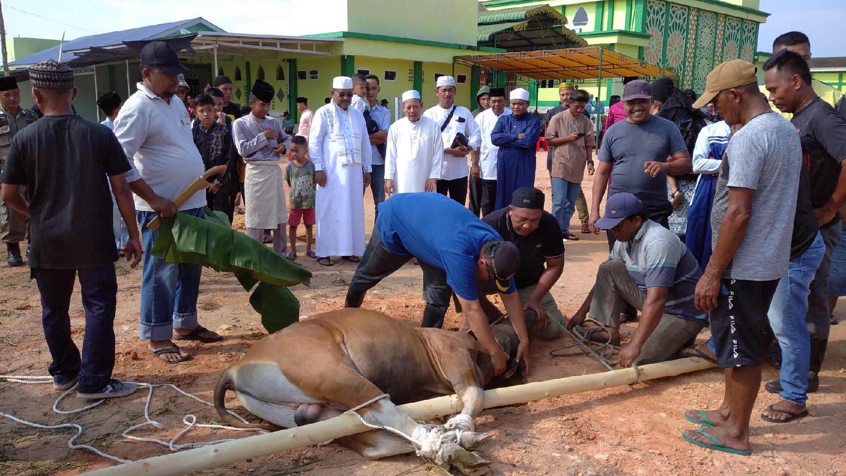 Bupati Karimun Serahkan Hewan Qurban, Islamic Centre Sembelih 6 Lembu dan 3 Ekor Kambing