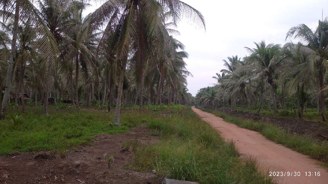 Sekitar 10ha Perkebunan Kelapa di Kelurahan Alai, Ungar, Hampir Punah Diserang Hama