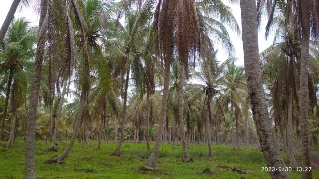 Kondisi pohon kelapa setelah diserang hama