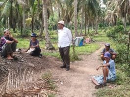 Kepala Dinas Pangan Dan Pertanian Kabupaten Karimun saat meninjau lokasi perkebunan kelapa di Kelurahan Alai, sebelum penyemprotan dilakukan.