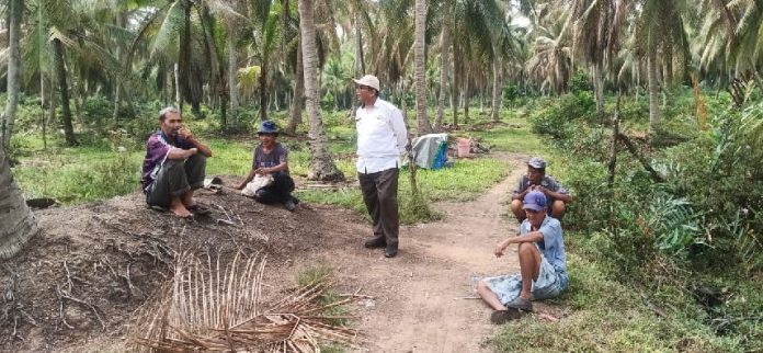 Kepala Dinas Pangan Dan Pertanian Kabupaten Karimun saat meninjau lokasi perkebunan kelapa di Kelurahan Alai, sebelum penyemprotan dilakukan.