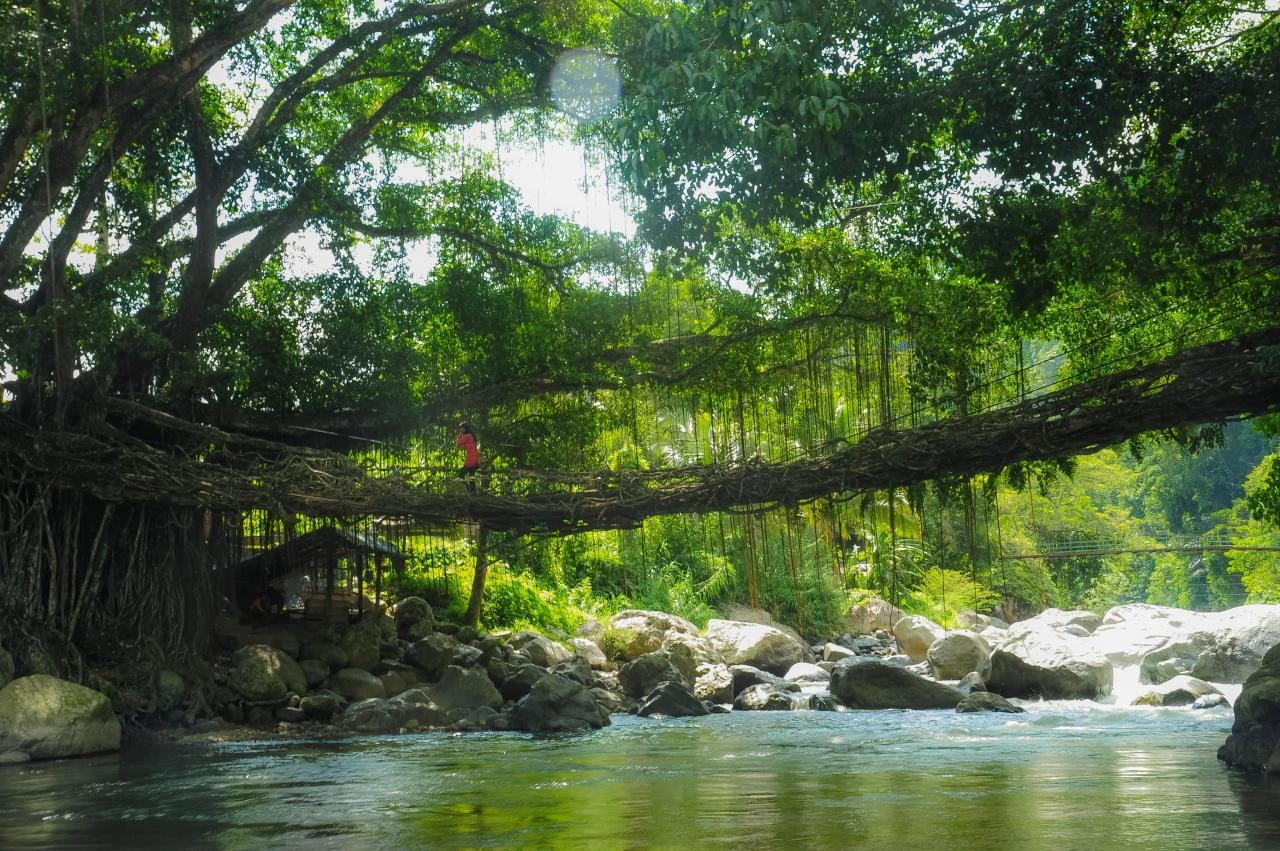 Jembatan Akar di Painan