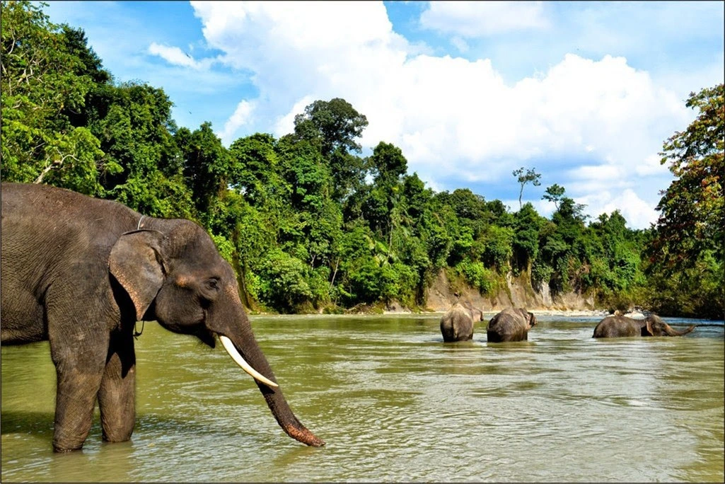 Tangkahan Sumatera Utara