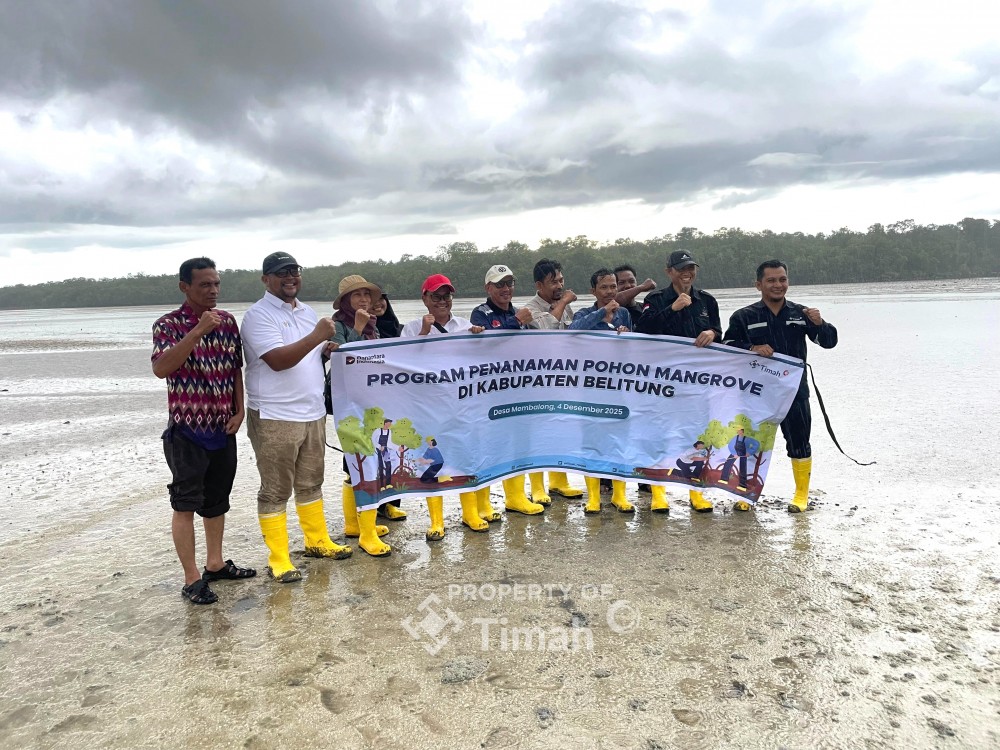 PT Timah Tanam Mangrove di Belitung, Perkuat Ketahanan Pesisir dan Ekonomi Masyarakat