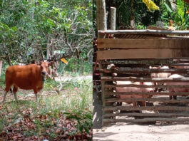 Gaji PPPK PW Kabupaten Karimun Disebut Jauh Lebih Besar Gaji Tukang Bersih Kandang Bab1 Salah satu kandang ternak di Pulau Kundur