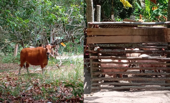 Salah-satu-kandang-ternak-di-Pulau-Kundur Salah satu kandang ternak di Pulau Kundur