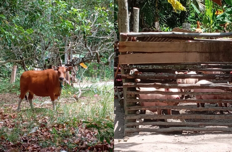 Salah satu kandang ternak di Pulau Kundur